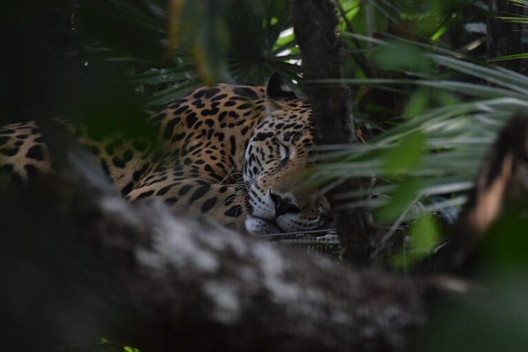 Cockscomb Jaguar Reserve Night Hike & Jaguar Spotting in Belize