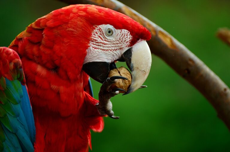 Spot Beautiful Scarlet Macaws in Red Bank Village, Belize