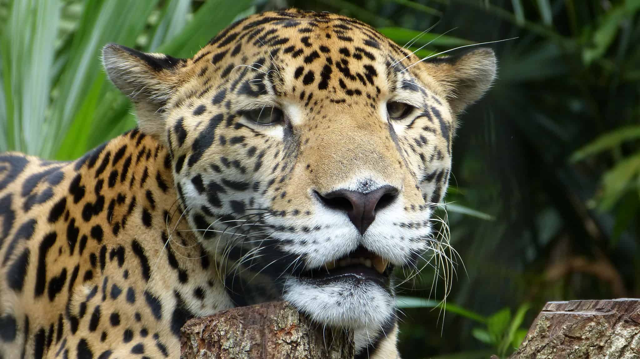Belize Zoo Jaguar Portrait