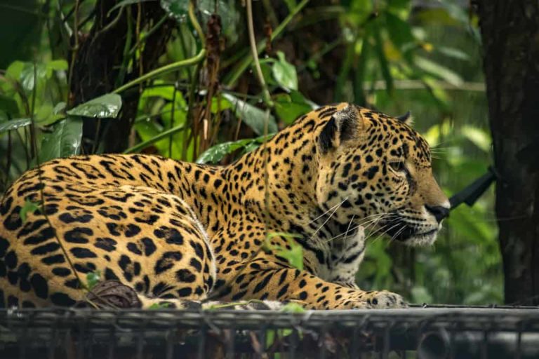 belize zoo jaguar laying down