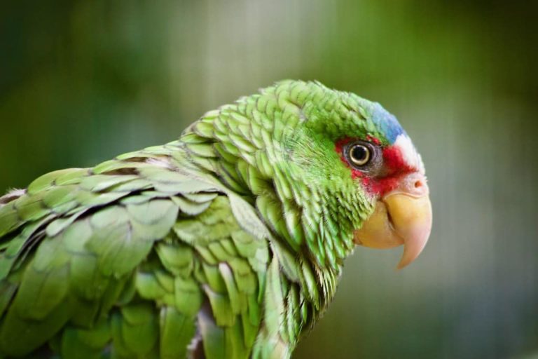 green parrot at the belize zoo