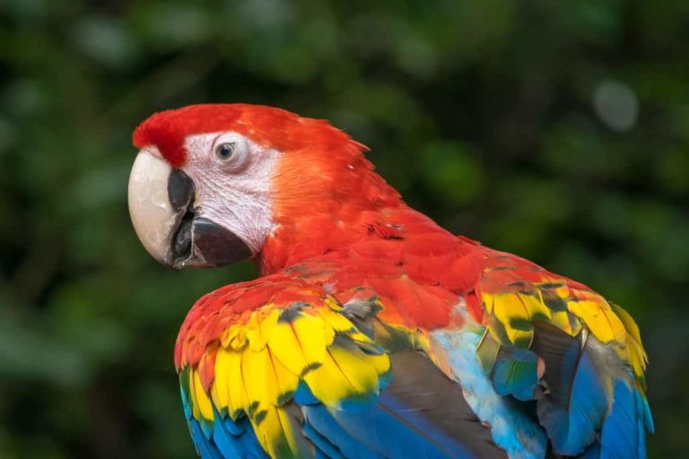 scarlette macaw bird at the belize zoo