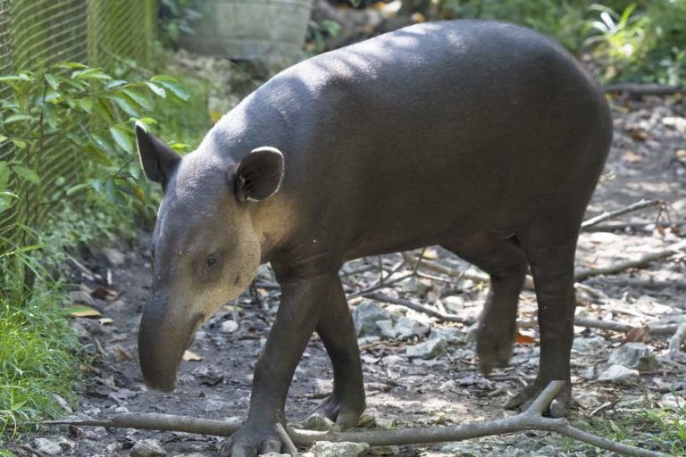 montain tapir at the belize zoo