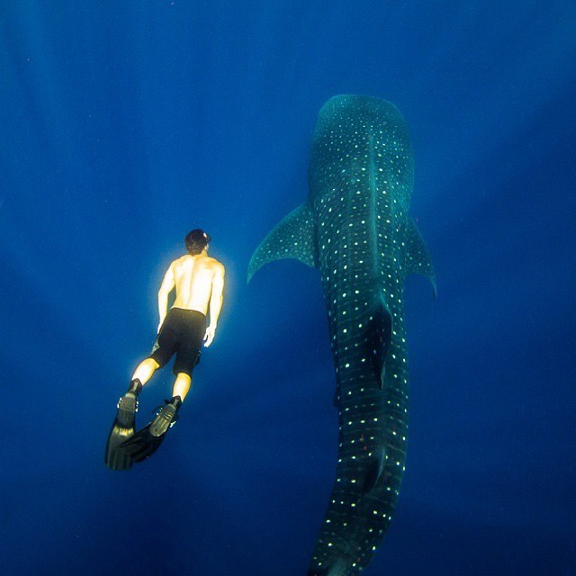 Whale shark season in Belize