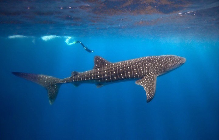 whale shark season in Belize